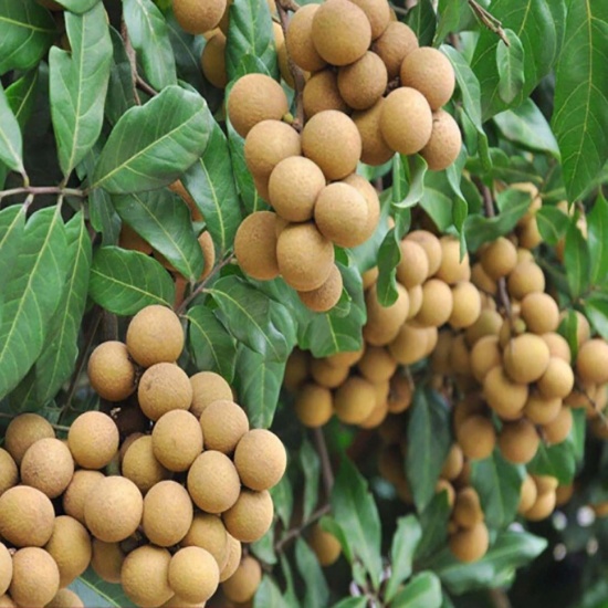 Nhãn xuồng cơm vàng loại 1, trái to, an toàn